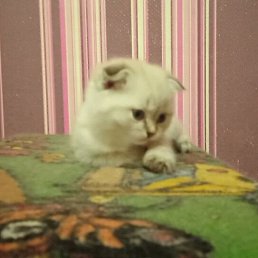 ����, �������, 57 ���