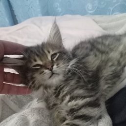 �������, ���������, 37 ���