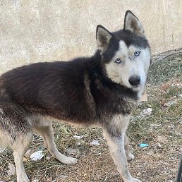 ��������, �����������, 36 ���