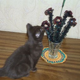 Smalleksa, ������, 61 ���