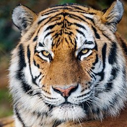 Beast, ������, 52 ����
