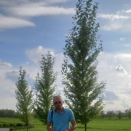 �����, 44 ����, �����������