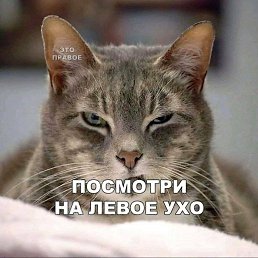 ���� ������, �������������, 49 ��� - ��������� 29 ���� 2026