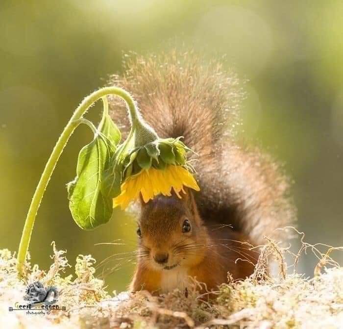 :) ,      (Geert Weggen)    .  ...