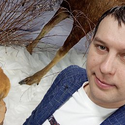 �����, 37 ���, ����