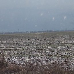 ����, ������, 56 ���