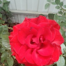 Dimon, ����������, 61 ���