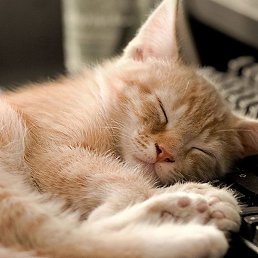 �����, ����, 47 ���