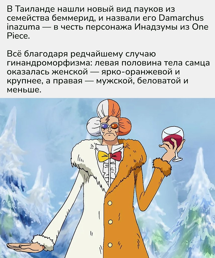 Этот случай подчёркивает, насколько природа разнообразна и непредсказуема.Гинандроморфизм у пауков ... - 2