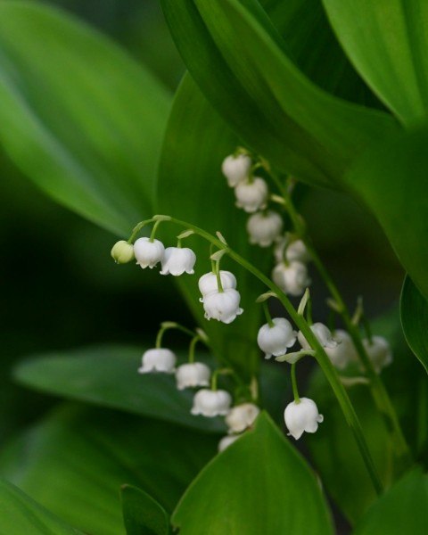 �����������! ������ ������� (Convallaria majalis) ������ �� � ������� �����. ����������� ������� ...