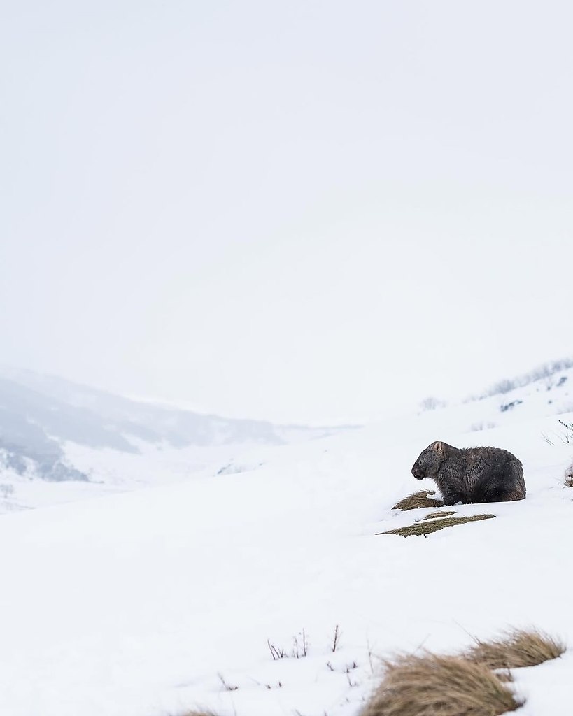   ,    ,   .     ... - 4