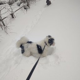 Andrei, �����, 60 ���