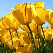 ���������, 55 ���, ������