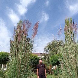 TIOM, 37, 