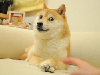  -   ,    Doge   Dogecoin.   ...