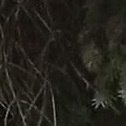 ����, ���������, 40 ���