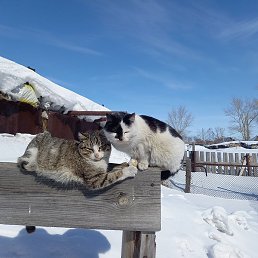 �������, ������, 56 ���