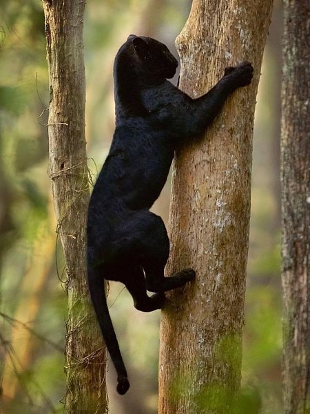 ׸      ,       ,   ... - 5