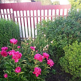 Fedor, ������, 65 ���