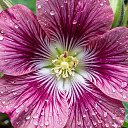 ���� �����, ������ - ��������� 8 ������� 2025 � ������ ������ ��������