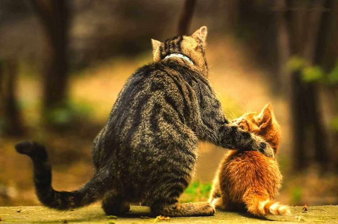 :) ПОДАРОК ВЕСНЫ.- Боря, что за дела? Что с тобой? Наталья потянулась было к коту, сидевшему на ...