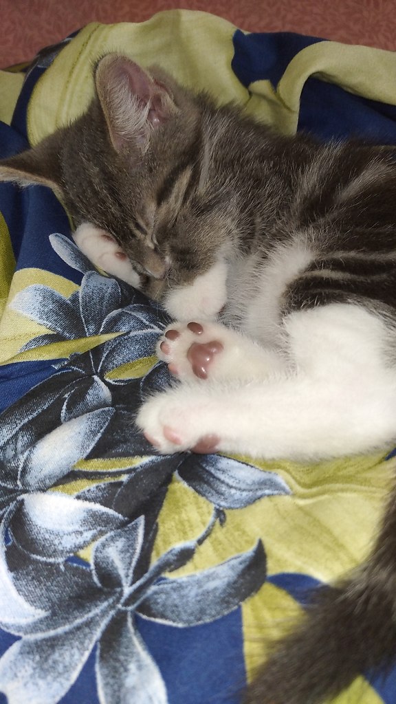 ���� ������� �������