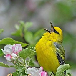 �����, �������, 50 ���