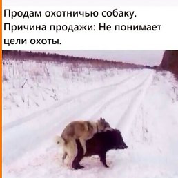 �����, �����������, 33 ����