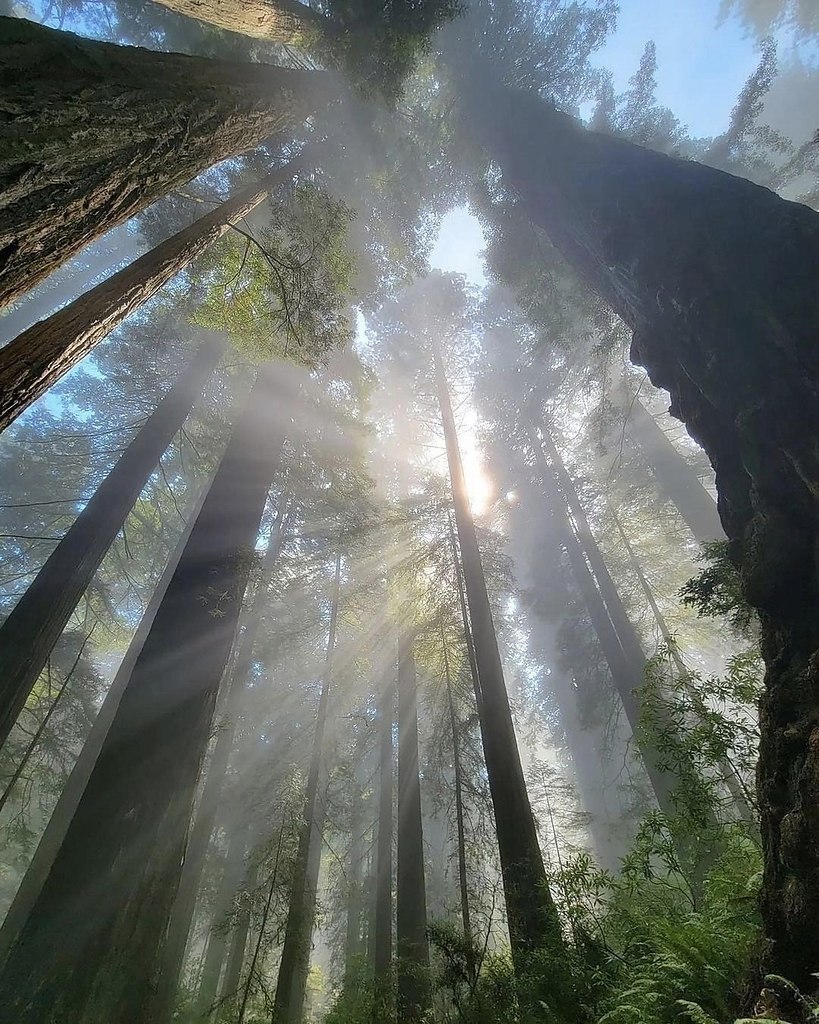 Завораживающая игра света среди деревьев Северной Калифорнии - 5