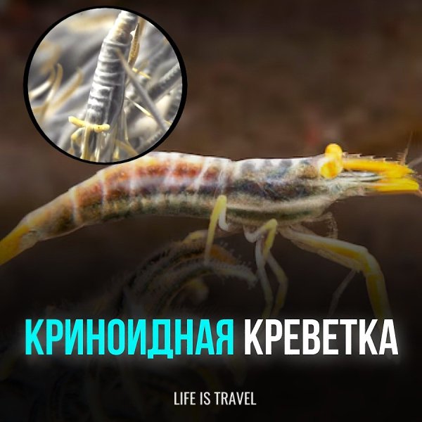 Креветка может изменять цвет, чтобы маскироваться под морскую лилию, на которой она живет. Животные ...