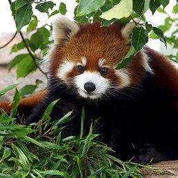 Boldyrev, ������, 38 ���