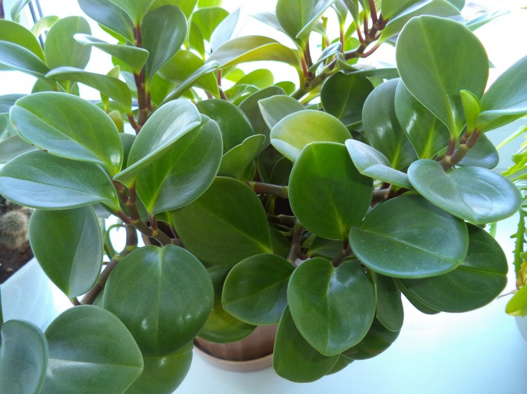      .11.   (Peperomia obtusifolia) ...