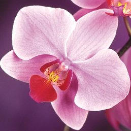 Vera, ������, 62 ����