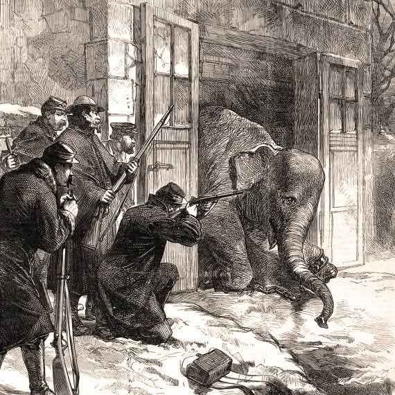 :) А знаете ли вы! Зачем парижане в 1870 году съели двух слонов из зоопарка? Когда в ходе ...