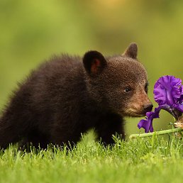 ����� �����, �����-���������, 68 ���