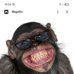 �����, ���������, 40 ���