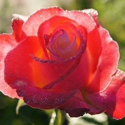 ������, �����, 58 ���