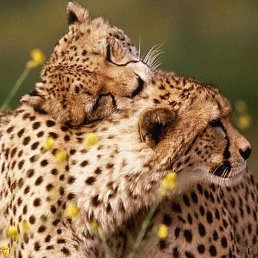 ���� ���������, ��������, 41 ��� - ��������� 19 ������� 2023