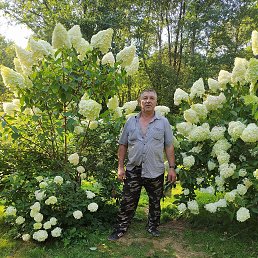 , 61, 