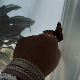 ����, ������, 37 ���