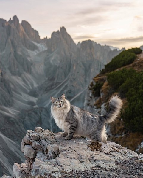 Это единственные тревел-блогеры, которых хочется смотреть хоть каждый день. Потрясающие коти - 2