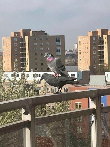 По задумке искуccтвенные вороны нужны для того, чтобы отпугивать голубей