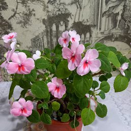 ���� �����, ������, 55 ��� - ��������� 27 ������� 2023