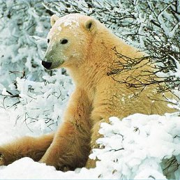 ��������, ������, 56 ���