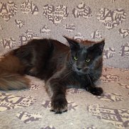 ����, 44 ����, ������-�������