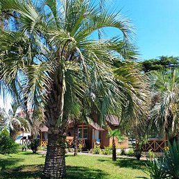 ��������, ������������, 50 ���