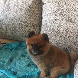 �������, ��������