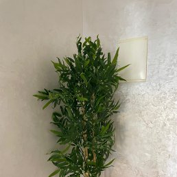 ���� ����, ��������, 40 ��� - ��������� 14 ������ 2026