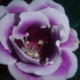 ��������, ������, 57 ���