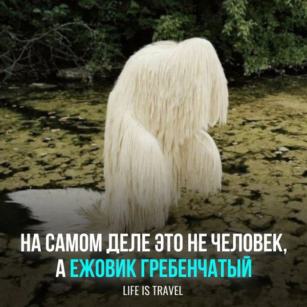 Иногда эти грибы могут принимать пугающие формы. Ежовик обладает лекарственными свойствами и ...